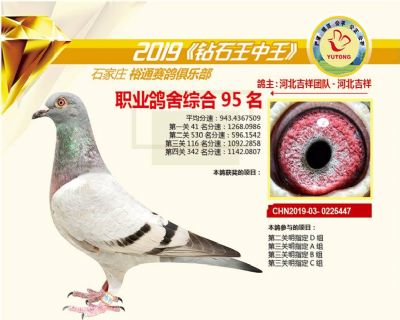 石家庄裕通职业鸽舍95名