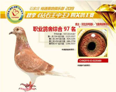 石家庄裕通职业鸽舍97名