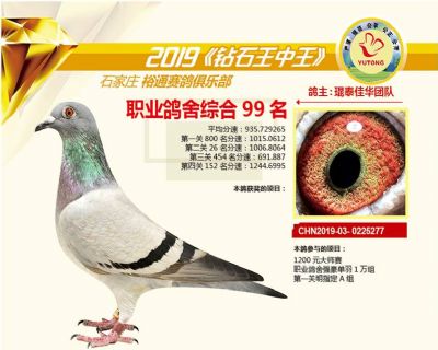 石家庄裕通职业鸽舍99名