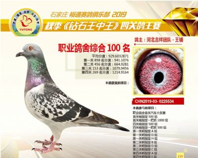 石家庄裕通职业鸽舍100名