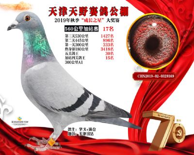 天津天野加站赛17名