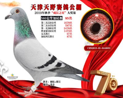 天津天野加站赛85名