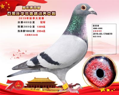 华祥公棚2019年决赛冠军