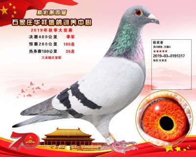 华祥公棚2019年决赛季军(鸽王亚军)