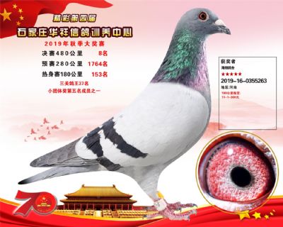 华祥公棚2019年决赛8名