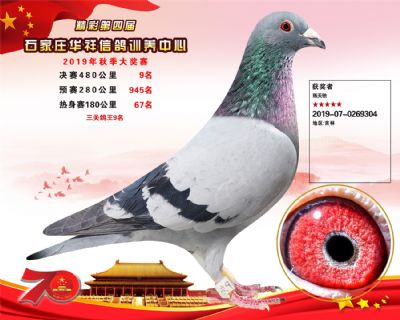 华祥公棚2019年决赛9名(鸽王第9名)