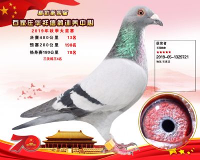 华祥公棚2019年决赛13名(鸽王第四名)