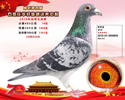 华祥公棚2019年决赛14名
