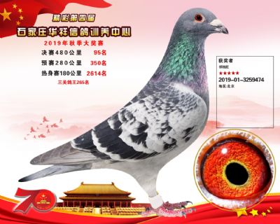 华祥公棚2019年决赛95名