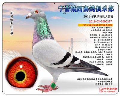 城西50元季军