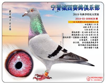 城西50元6