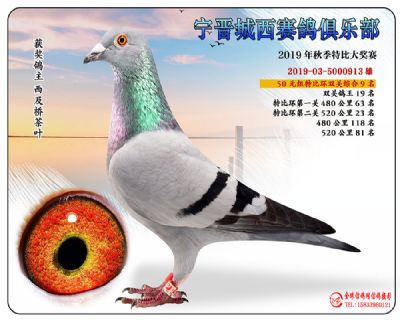 城西50元9