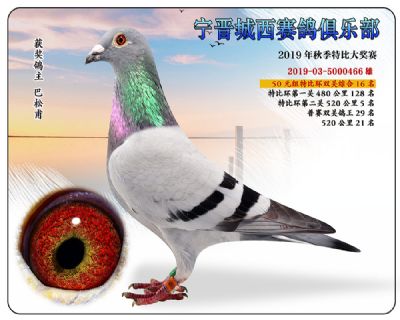 城西50元16