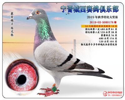 城西50元18