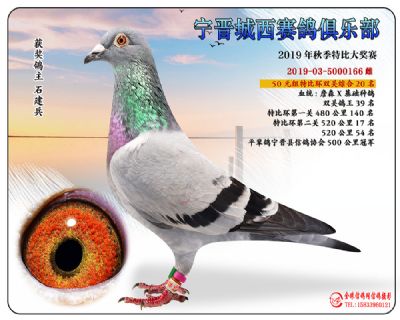 城西50元20
