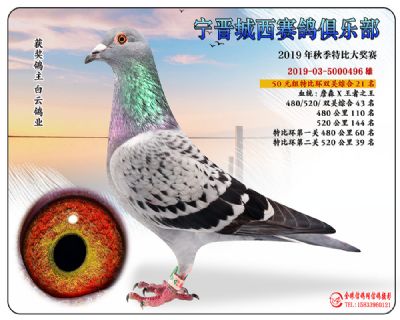 城西50元21