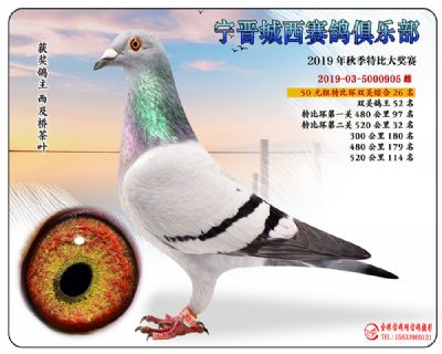 城西50元26