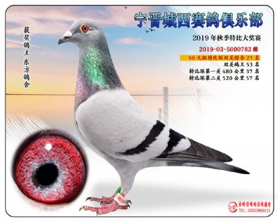 城西50元27