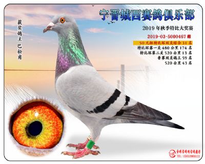 城西50元31