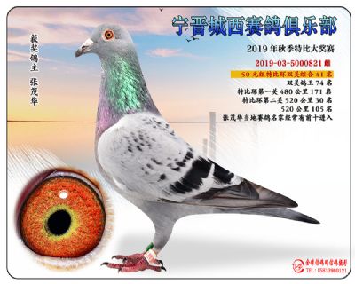 城西50元41