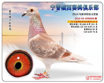 城西50元50