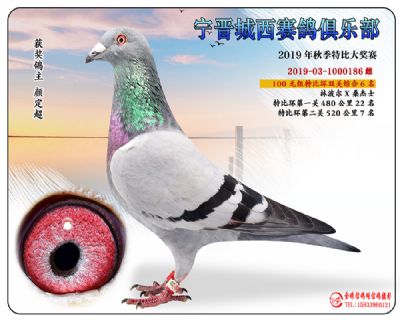 城西100元6