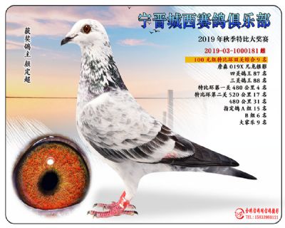 城西100元9