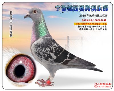 城西100元11