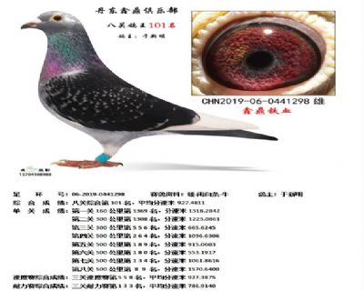 丹东鑫鼎八关鸽王101名