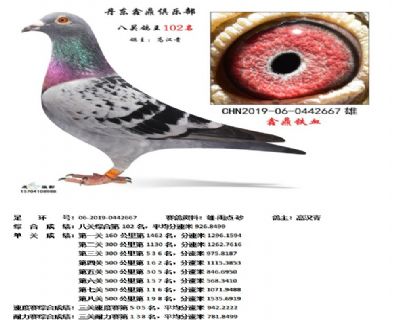 丹东鑫鼎八关鸽王102名
