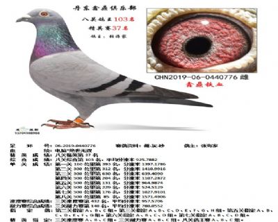 丹东鑫鼎八关鸽王103名