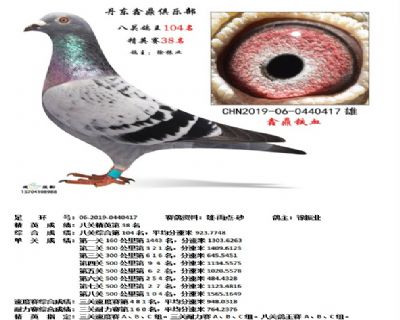 丹东鑫鼎八关鸽王104名