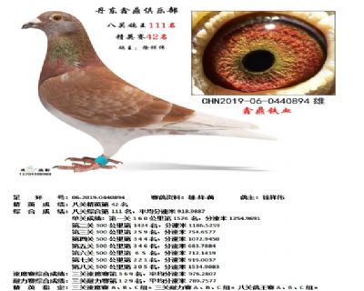 丹东鑫鼎八关鸽王111名