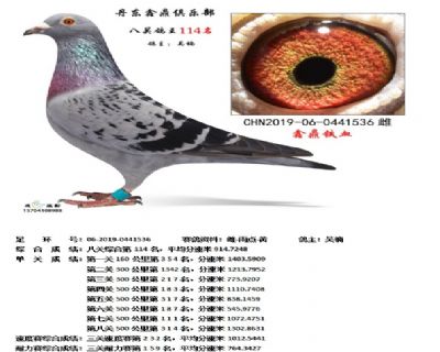 丹东鑫鼎八关鸽王114名