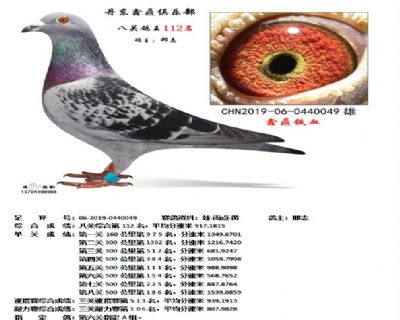 丹东鑫鼎八关鸽王112名