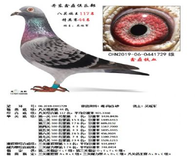 丹东鑫鼎八关鸽王117名