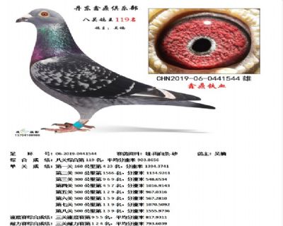 丹东鑫鼎八关鸽王119名