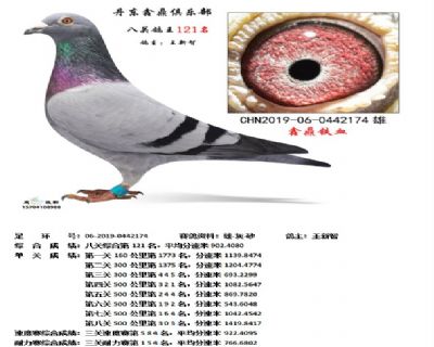 丹东鑫鼎八关鸽王121名