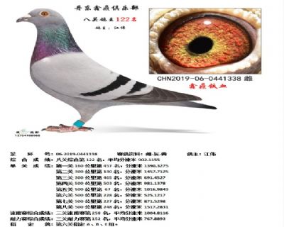 丹东鑫鼎八关鸽王122名