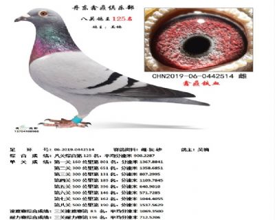 丹东鑫鼎八关鸽王125名