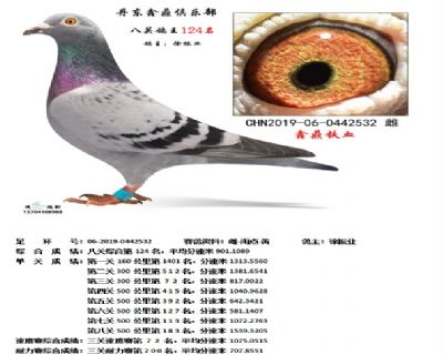 丹东鑫鼎八关鸽王124名