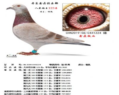 丹东鑫鼎八关鸽王123名