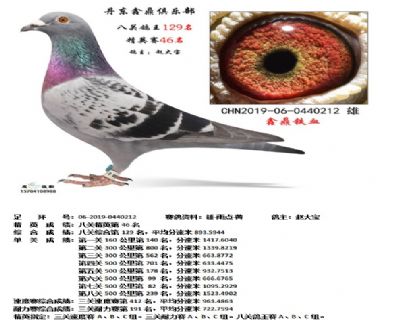 丹东鑫鼎八关鸽王129名