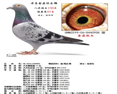 丹东鑫鼎八关鸽王130名