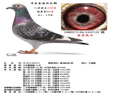 丹东鑫鼎八关鸽王132名