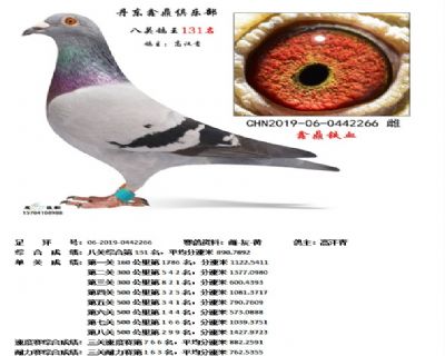 丹东鑫鼎八关鸽王131名