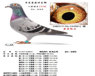 丹东鑫鼎八关鸽王133名