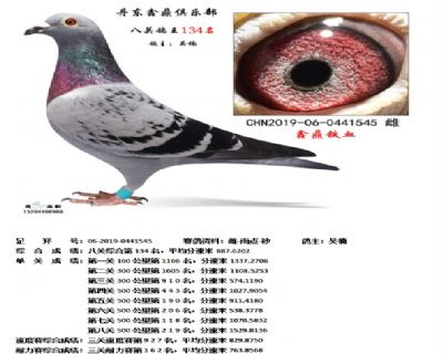 丹东鑫鼎八关鸽王134名