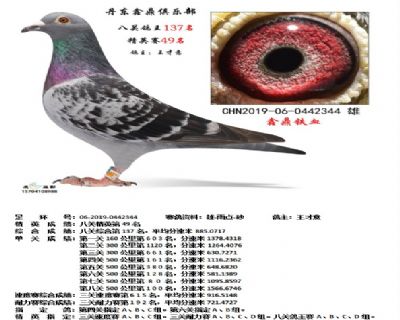 丹东鑫鼎八关鸽王137名