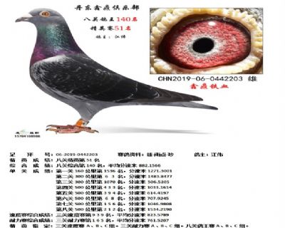 丹东鑫鼎八关鸽王140名